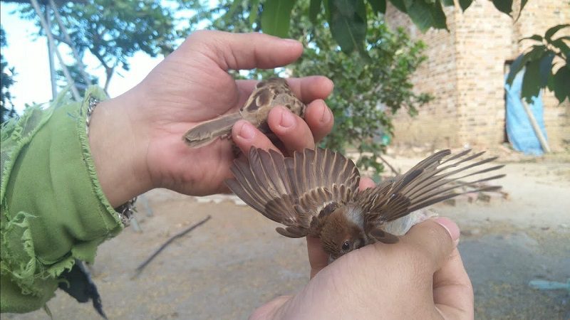 Mơ bắt được chim sẻ đánh con gì?