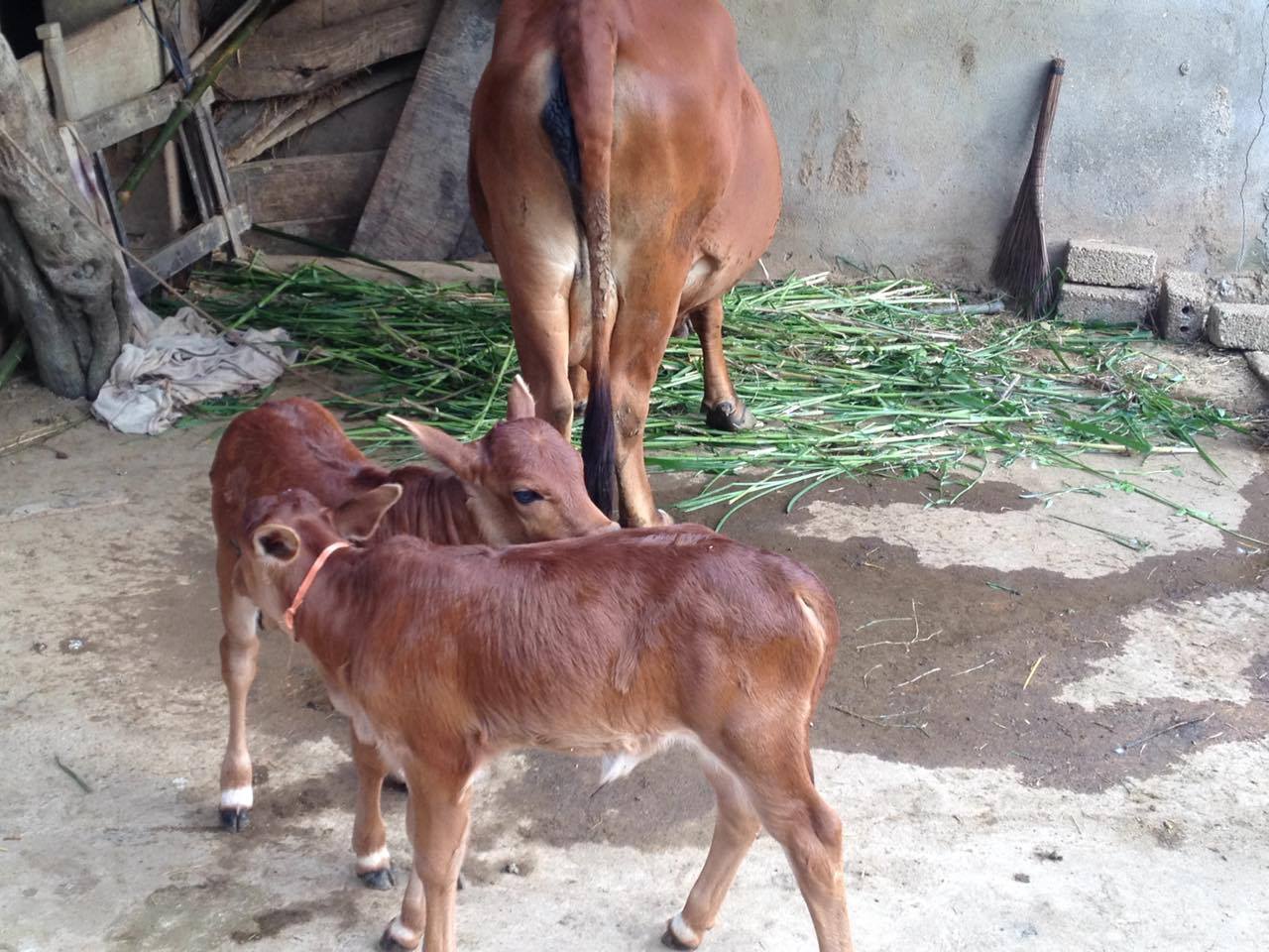 Mơ thấy bò đánh con gì? Bí ẩn điềm báo và con số thần kỳ 7 Mơ thấy bò đánh con gì khi thấy bò sinh con?