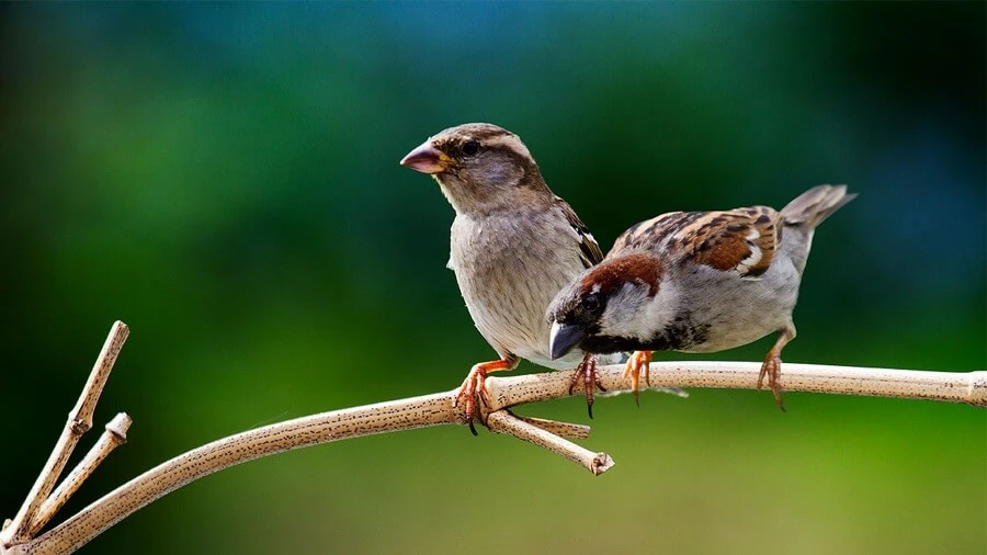 Tìm hiểu mơ thấy chim sẻ đánh số mấy và điềm báo chi tiết