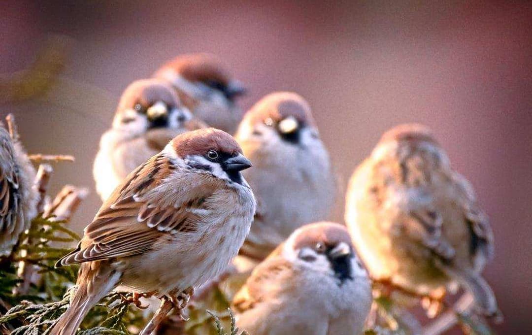 Để biết chính xác con số và điềm báo khi mơ chim sẻ cần dựa theo từng chi tiết 